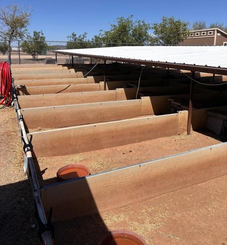 Surrendered desert tortoises need new Arizona homes