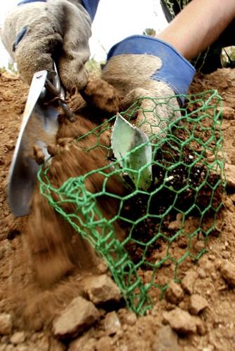 Agaves restored to stretch damaged by US fence work   