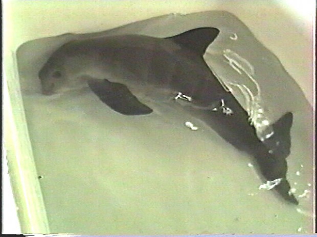 Protections stepped up for small porpoise   