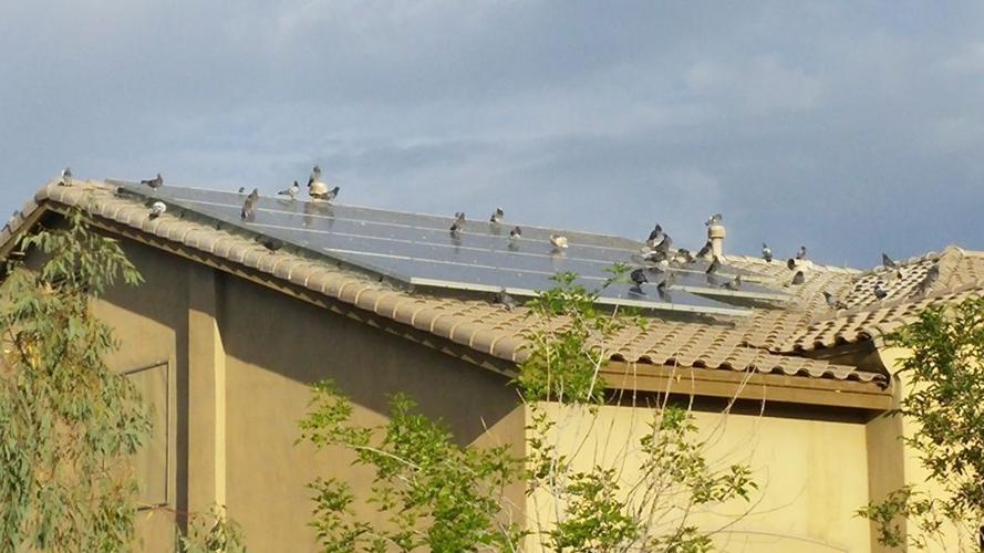 Will Doves and Pigeons Nest Under My Solar Panels?