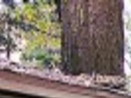 Yosemite Advisory Group To Decide On Fate Of Curry Village
