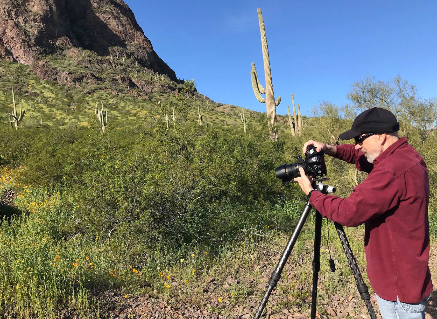 Picacho Peak, wildflowers, 2023
