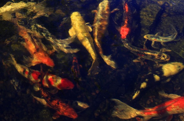 Koi ponds combine beauty, calm   