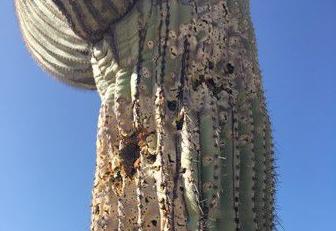 Saguaro vandalism