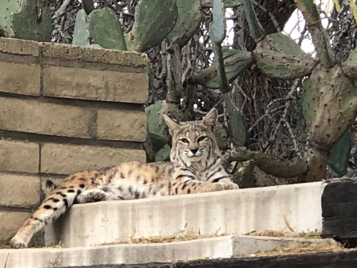 Warren County bobcat photo generates a buzz 