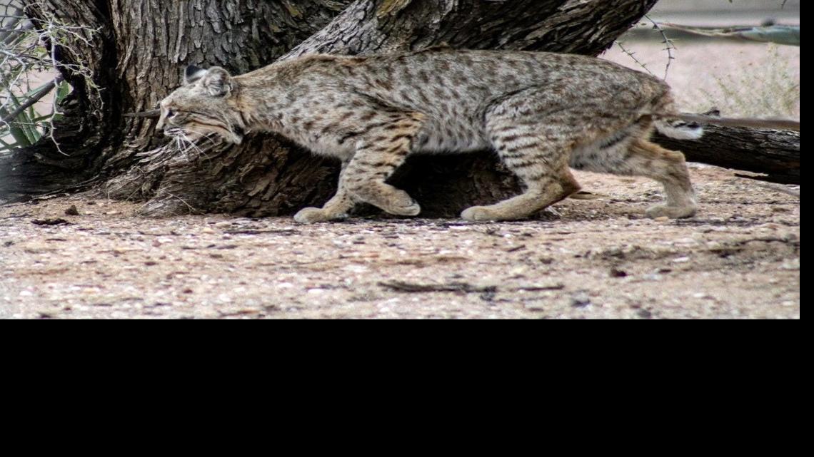 Recent wildlife attacks around Tucson prompt rabies warning