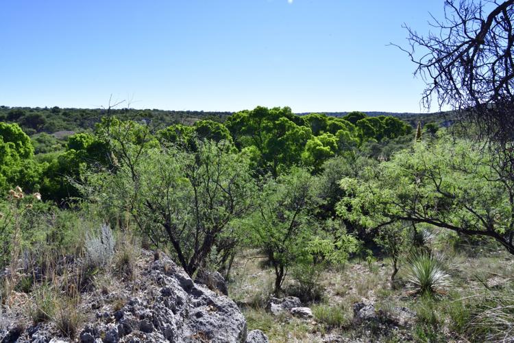 Cottonwood Springs
