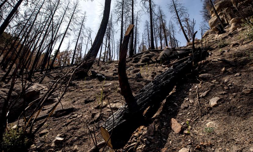 Green Mountain Trail, Bighorn Fire