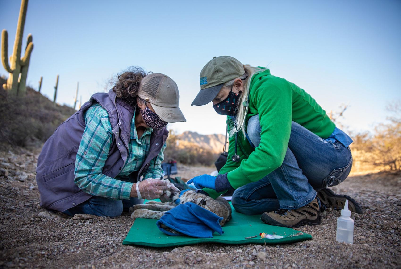 Tucson bobcats get tracking collars for study on urban wildlife