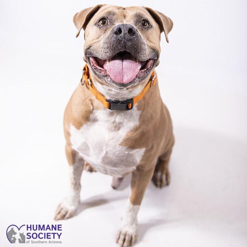 Adopt a friend: King