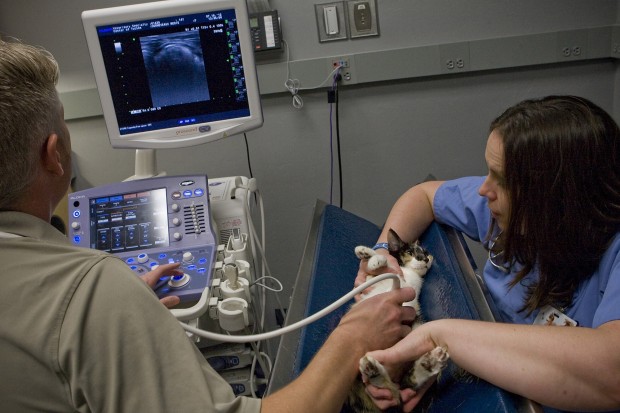 All-service animal clinic    