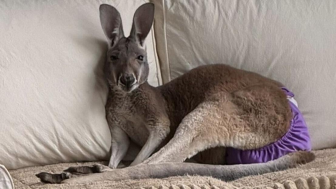 Kangaroo that escaped from Wisconsin petting zoo found safe after 3-day drone search