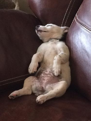 Happy National Dog Day!