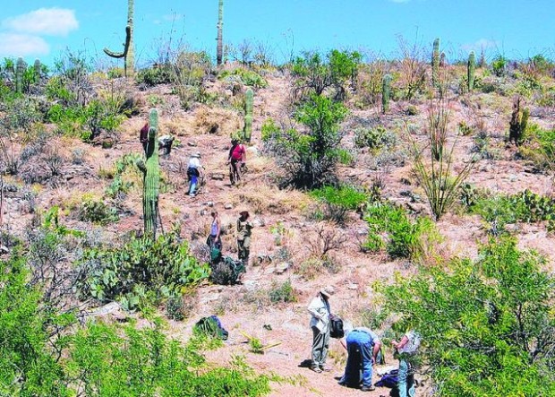 Desert enemy No. 1: Buffelgrass  