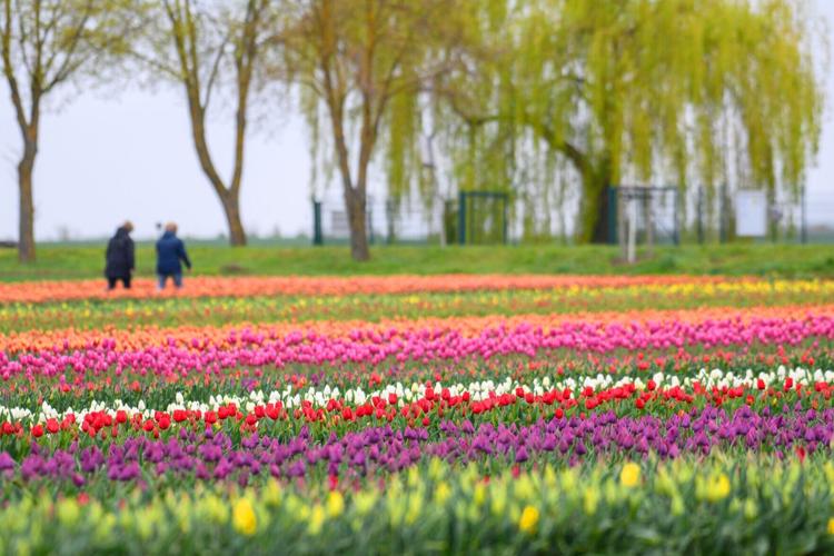 If you are after a spring break, you can see a 42 km ribbon of spectacular parade floats, built from millions of fragrant hyacinths, tulips, and daffodils in the annual Bloemencorso flower parade, which runs from Noordwijk to Haarlem in the Netherlands.