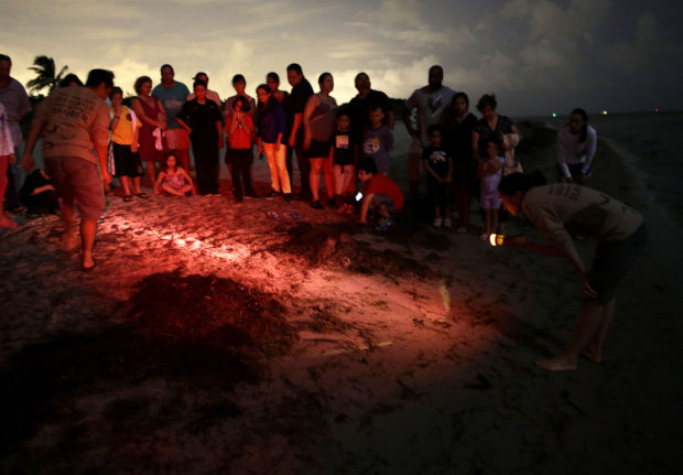 It's turtle-nesting season in Florida    