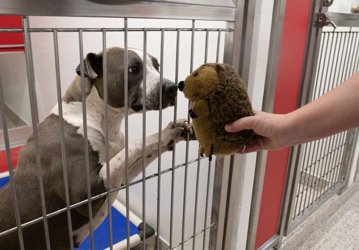 Pima Animal Care Center needs your help + meet 5 pals looking for furever  homes | tucson life 