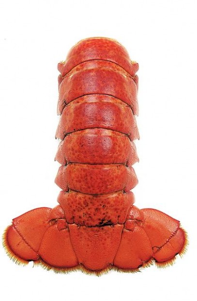 Lobster  