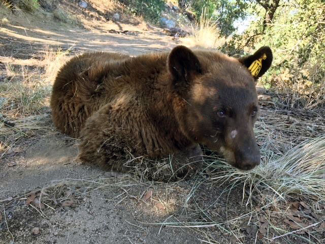 Bear roaming Rio Rico neighborhoods for weeks relocated