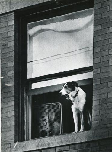 Dog day afternoon (1980)