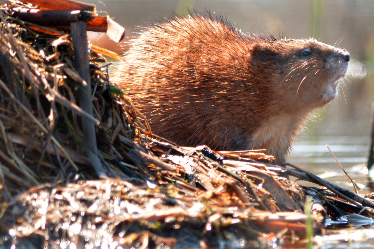 Exchange Wabash River Beavers