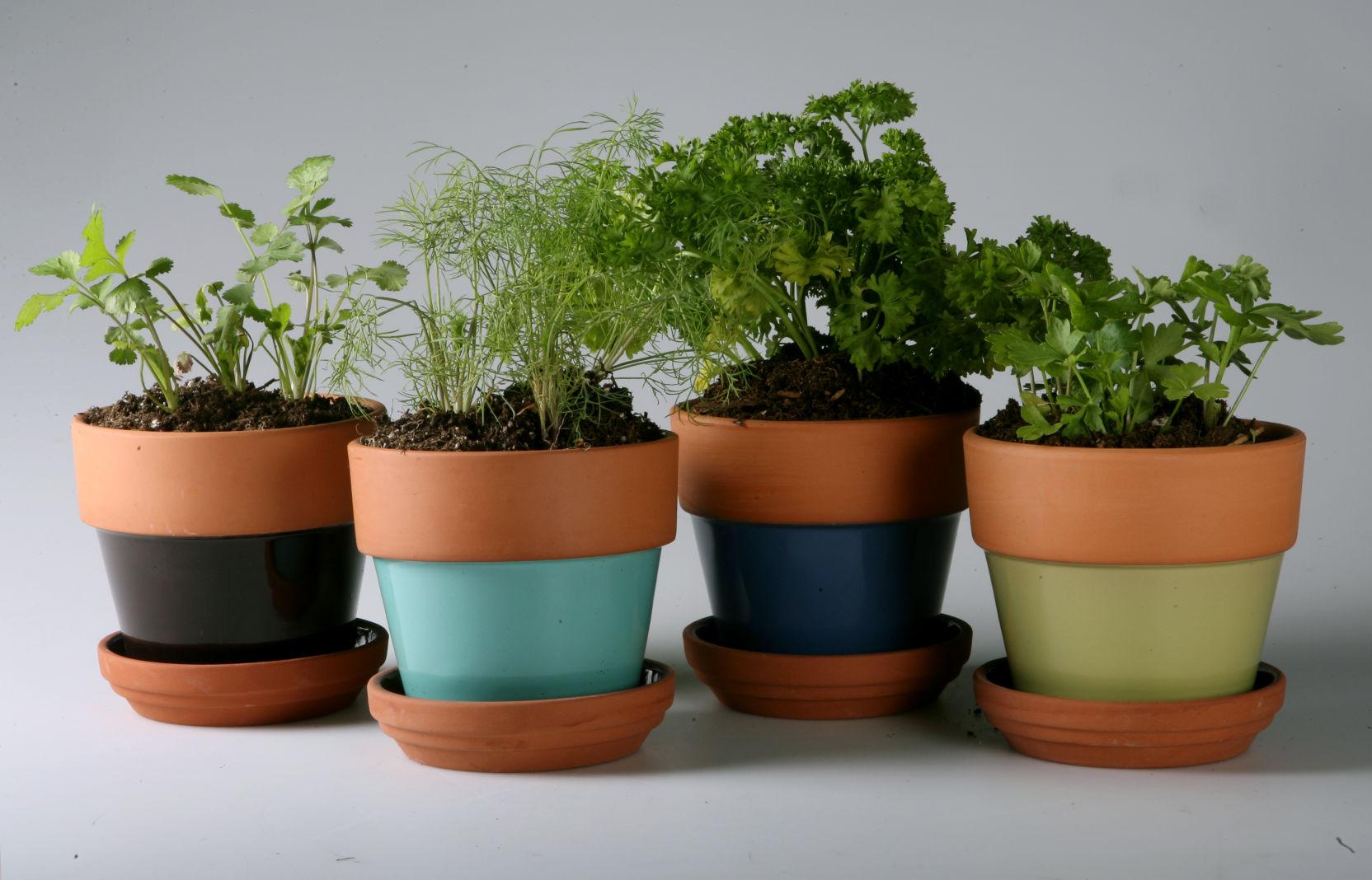 Plant these herbs during Tucson's cool season