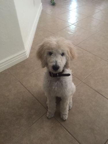 Happy National Dog Day!