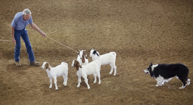 Animal shots of the week