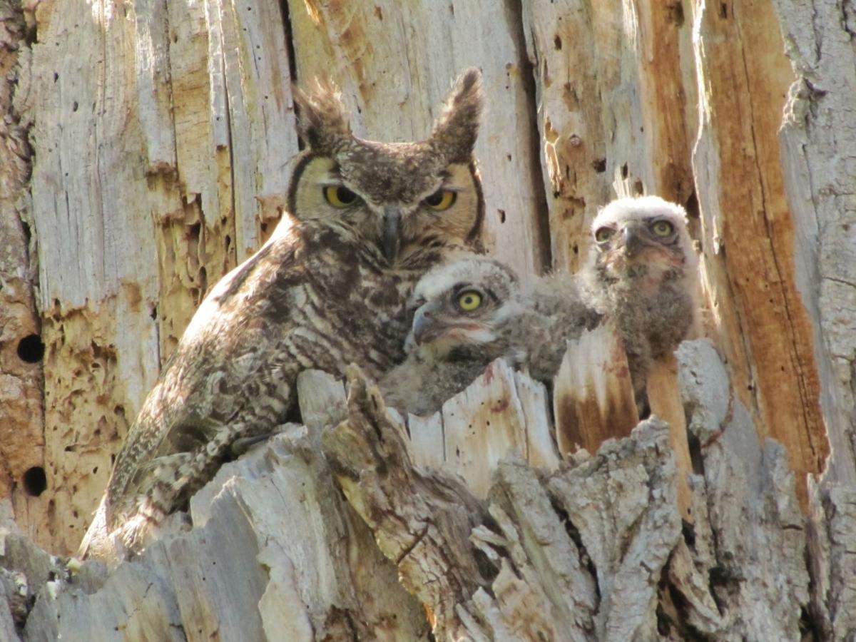 The World Of The Owl Arts And Leisure Tucson Com