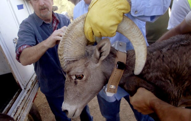 Bighorn sheep capture