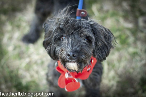 Pima Animal Care Center