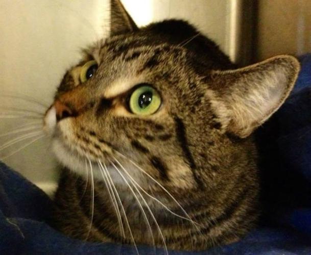 Pima Animal Care Center