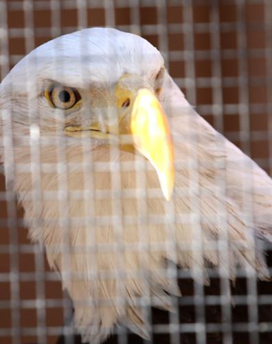 New study shows nearly half of bald eagles affected by chronic lead poisoning