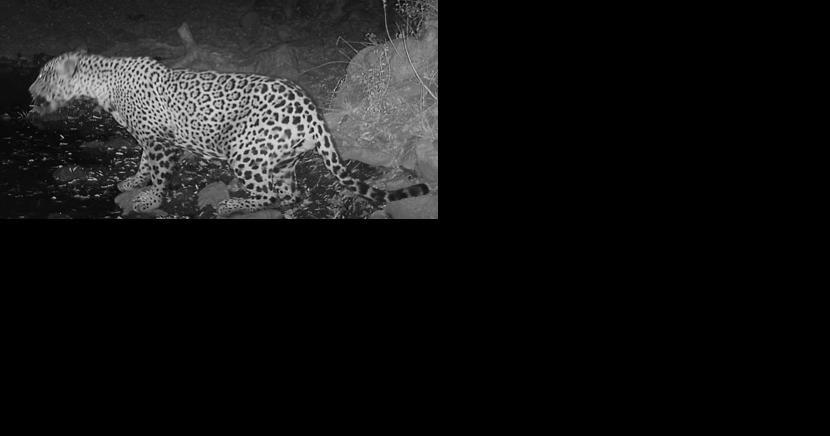 Arizona's newest jaguar not camera shy - Vimarsana News