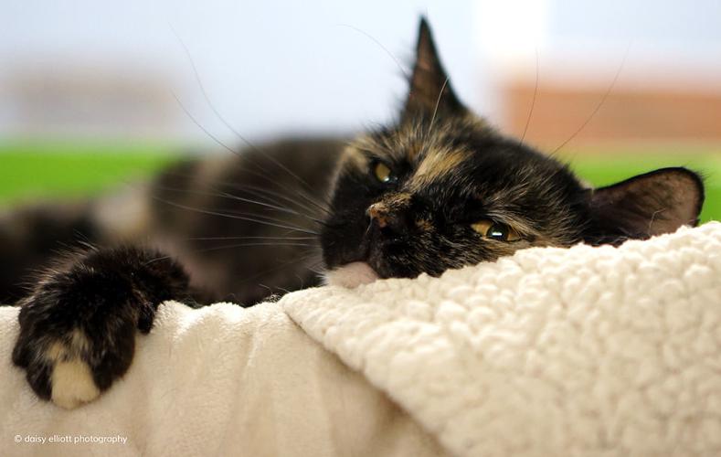 Adopt a friend: Fantasia