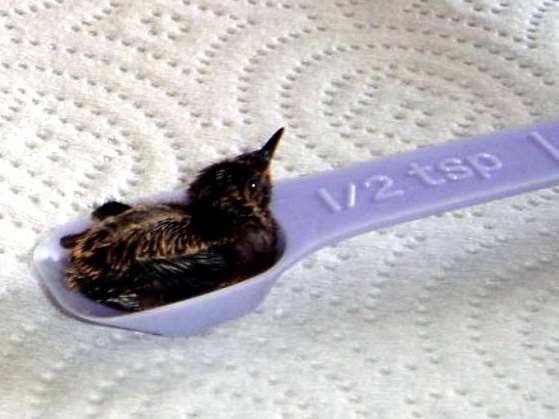 Wildlife rehabbers saving tiny lives