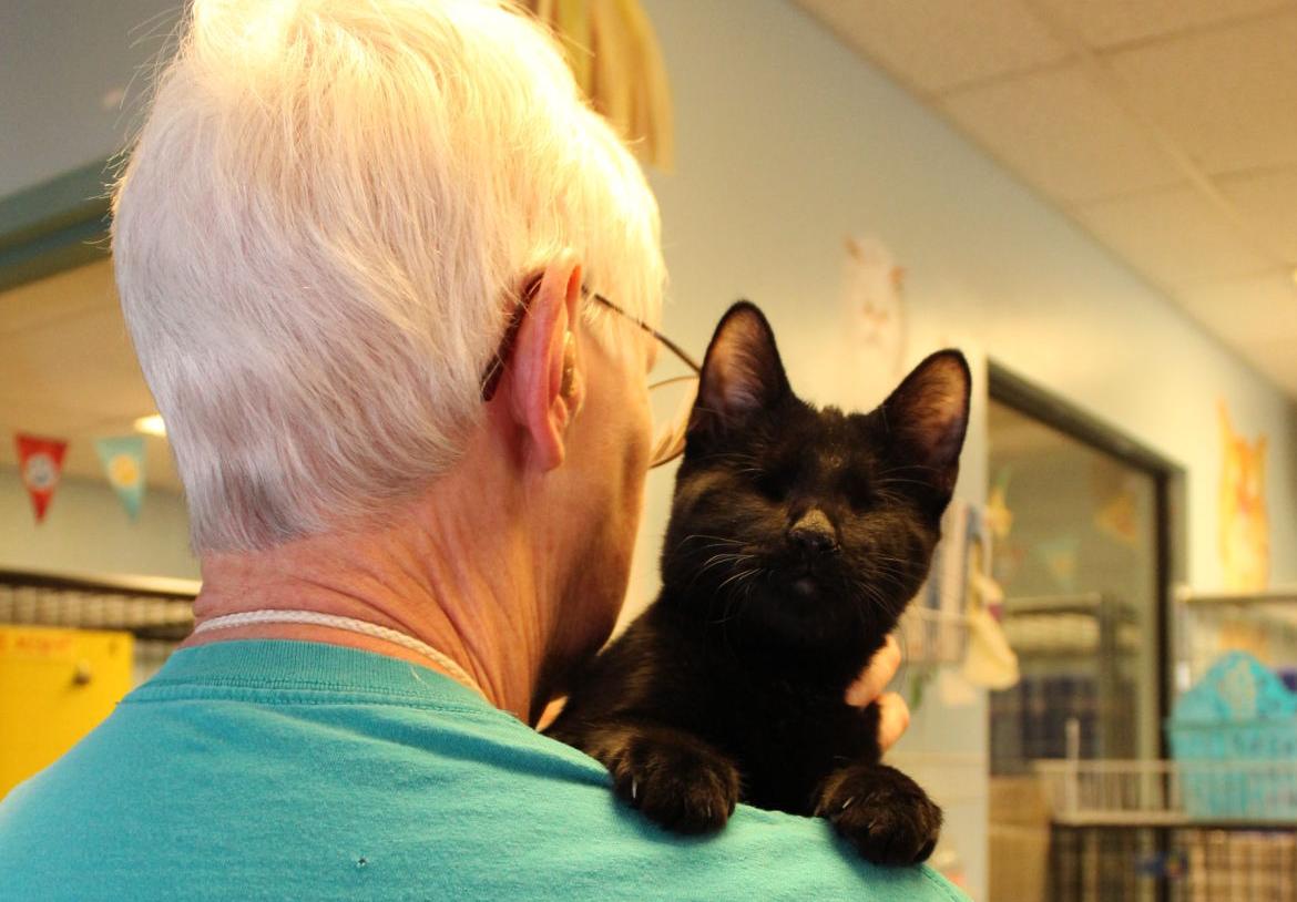 Kitten Without Eyes Proves Love Is Blind Entertainment Tucson Com