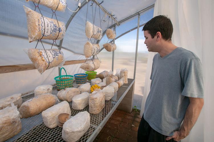 Arizona Mushroom Growing Group