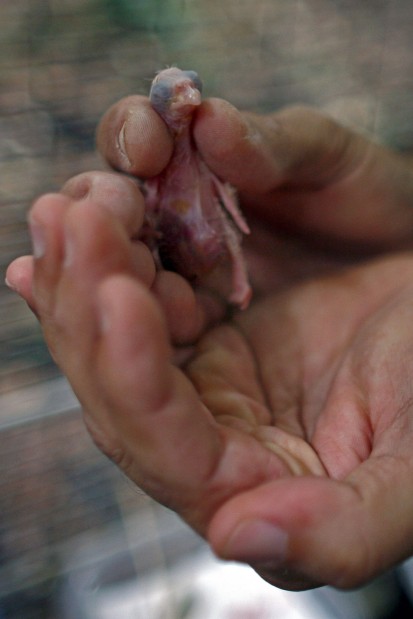 Endangered Puerto Rico parrots benefit from breeding program   