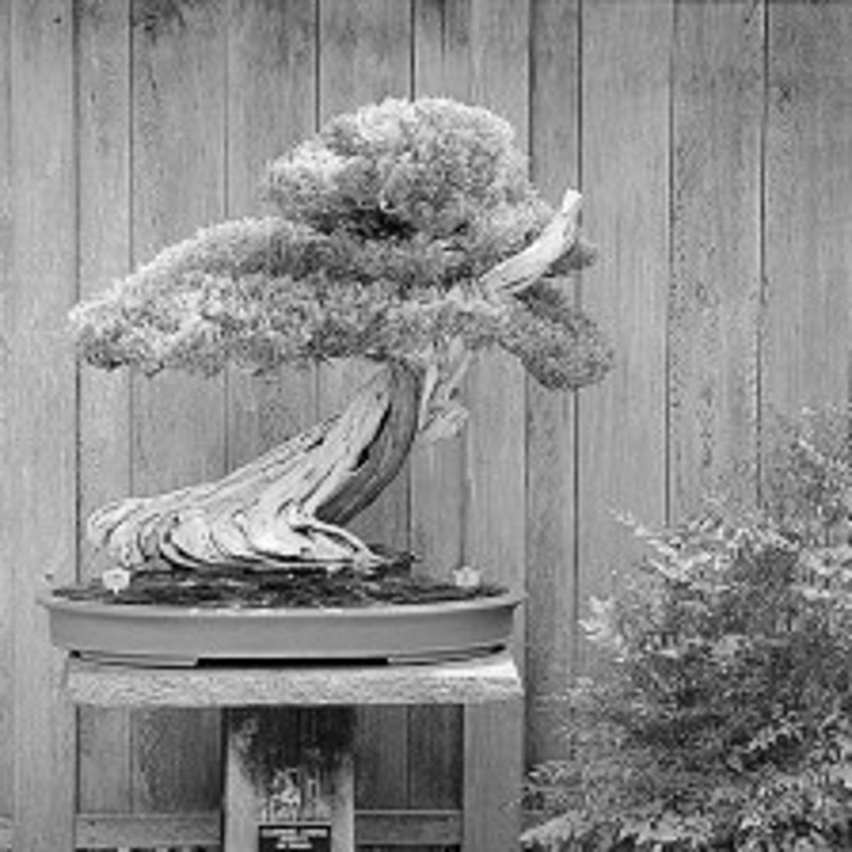 Ancient Wild Bonsai Trees Are Priceless Home Garden Tucson Com