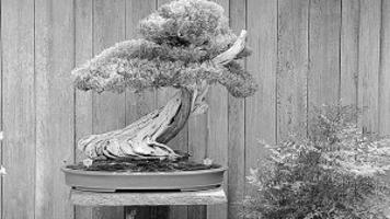 Ancient Wild Bonsai Trees Are Priceless Home Garden Tucson Com