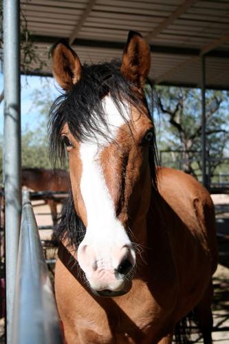 Adopt A Friend: Illusion