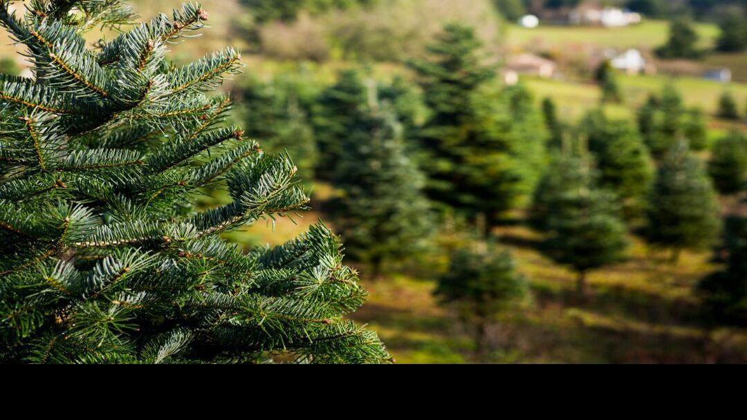 States that produce the most Christmas trees