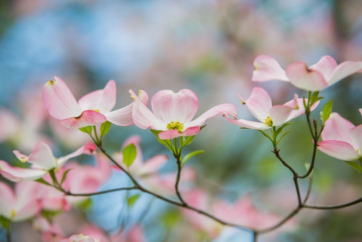 See the official flower for each state | | tucson.com