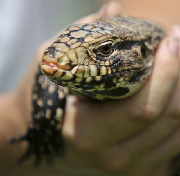 Animal shots of the week