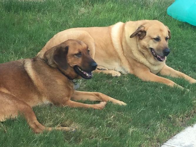 Happy National Dog Day!