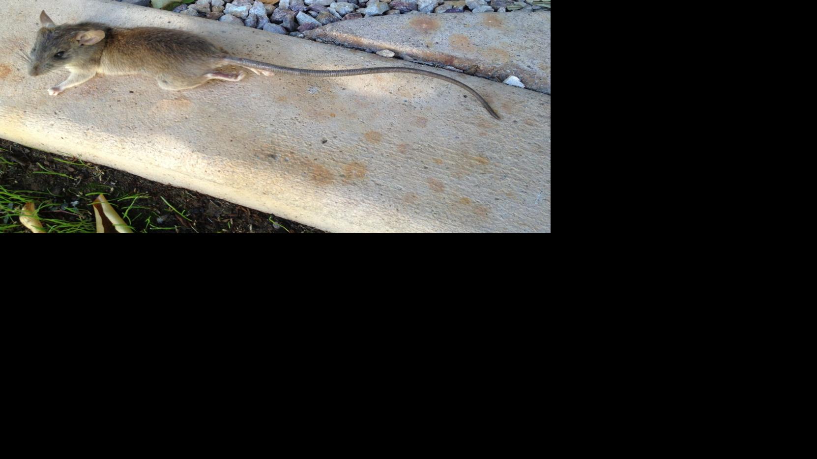 Should I seal the bottom of my house? | Home & Garden ...