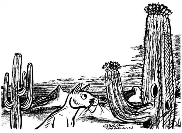 Columnar cacti of the Sonoran Desert  