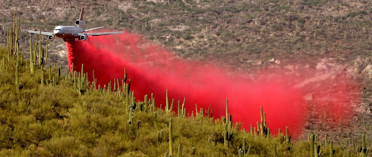Bighorn fire saguaros