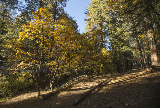 Fall colors on Mount Lemmon